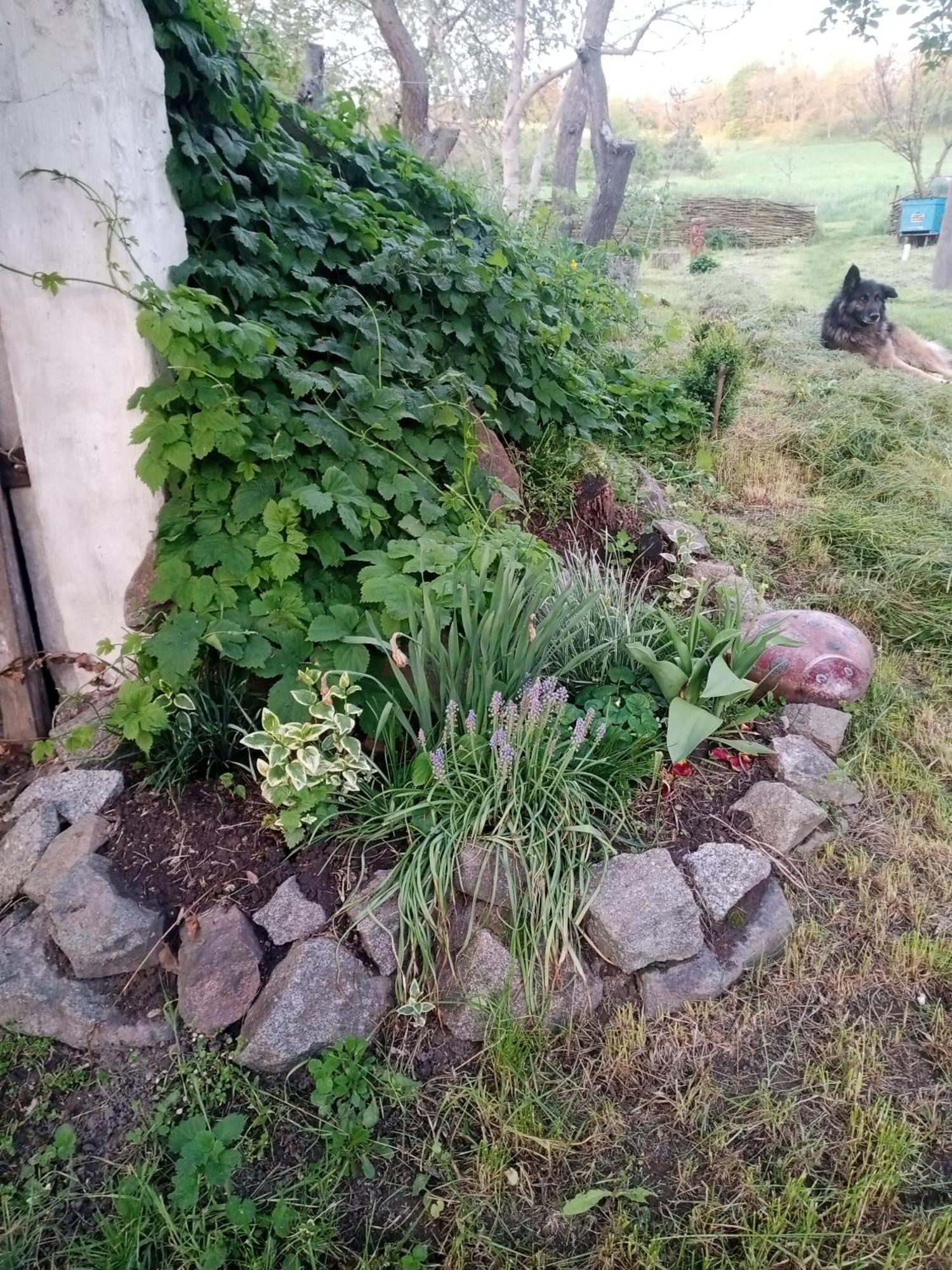 Дибинецькі Карпати Dybintsy Exterior photo