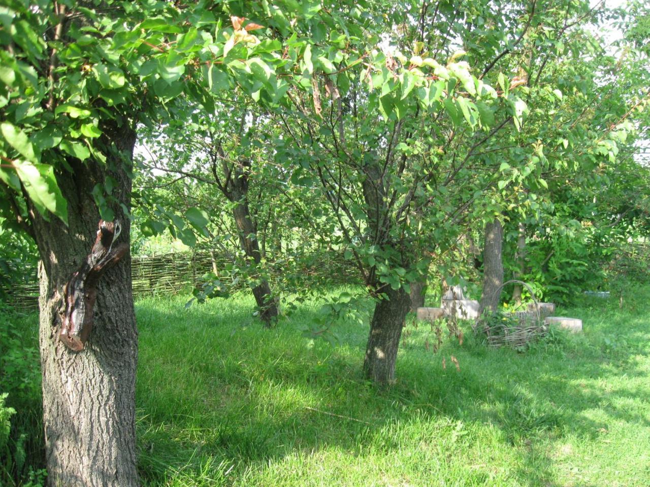 Дибинецькі Карпати Dybintsy Exterior photo